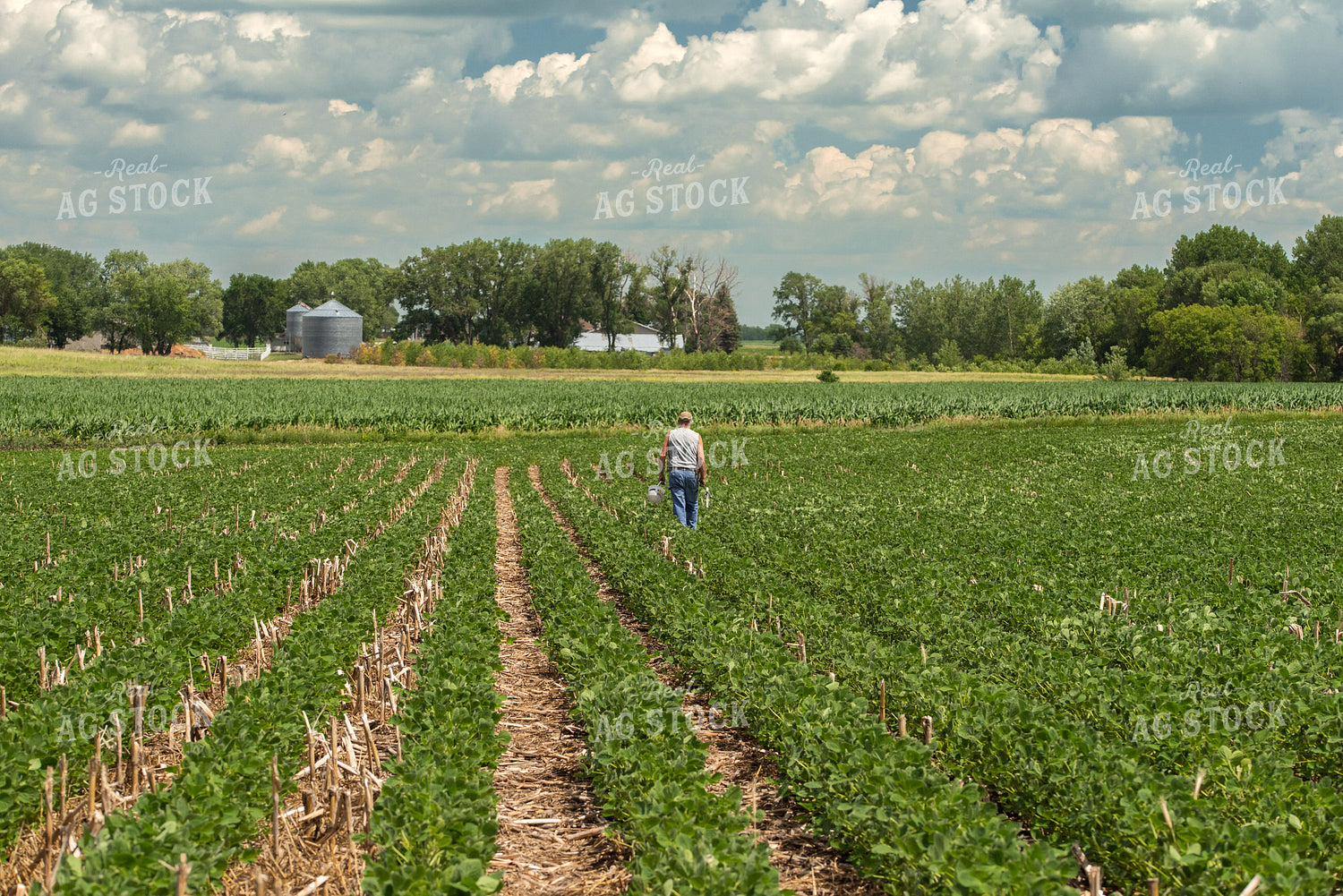 Farmer in Soybean Field 76207