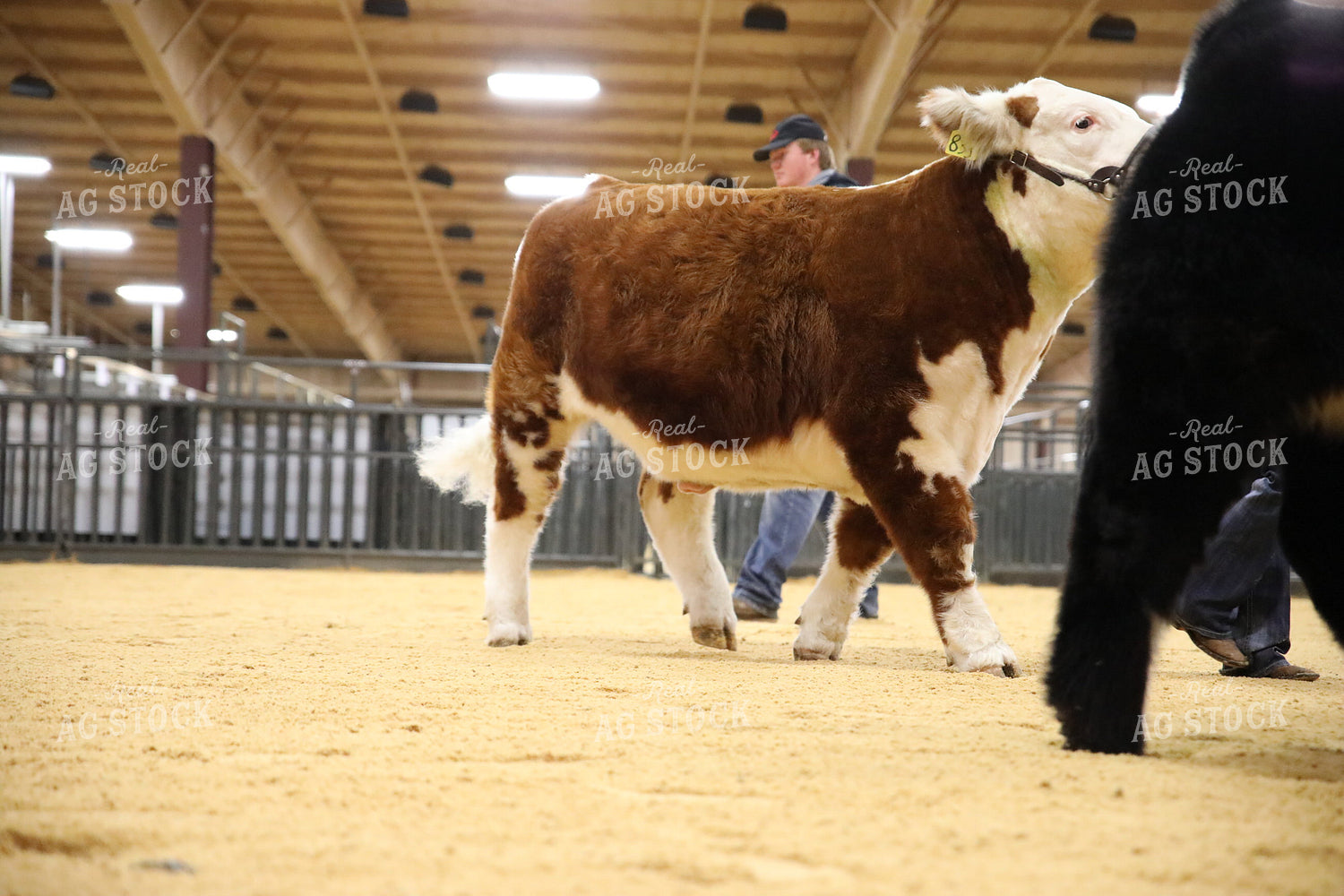 Showing Cattle 102073