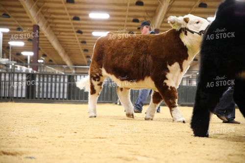 Showing Cattle 102073
