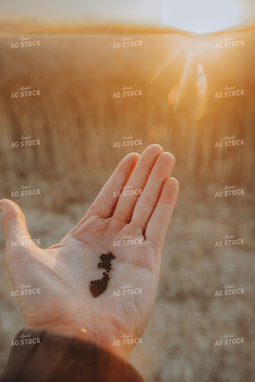 Harvested Canola 187434