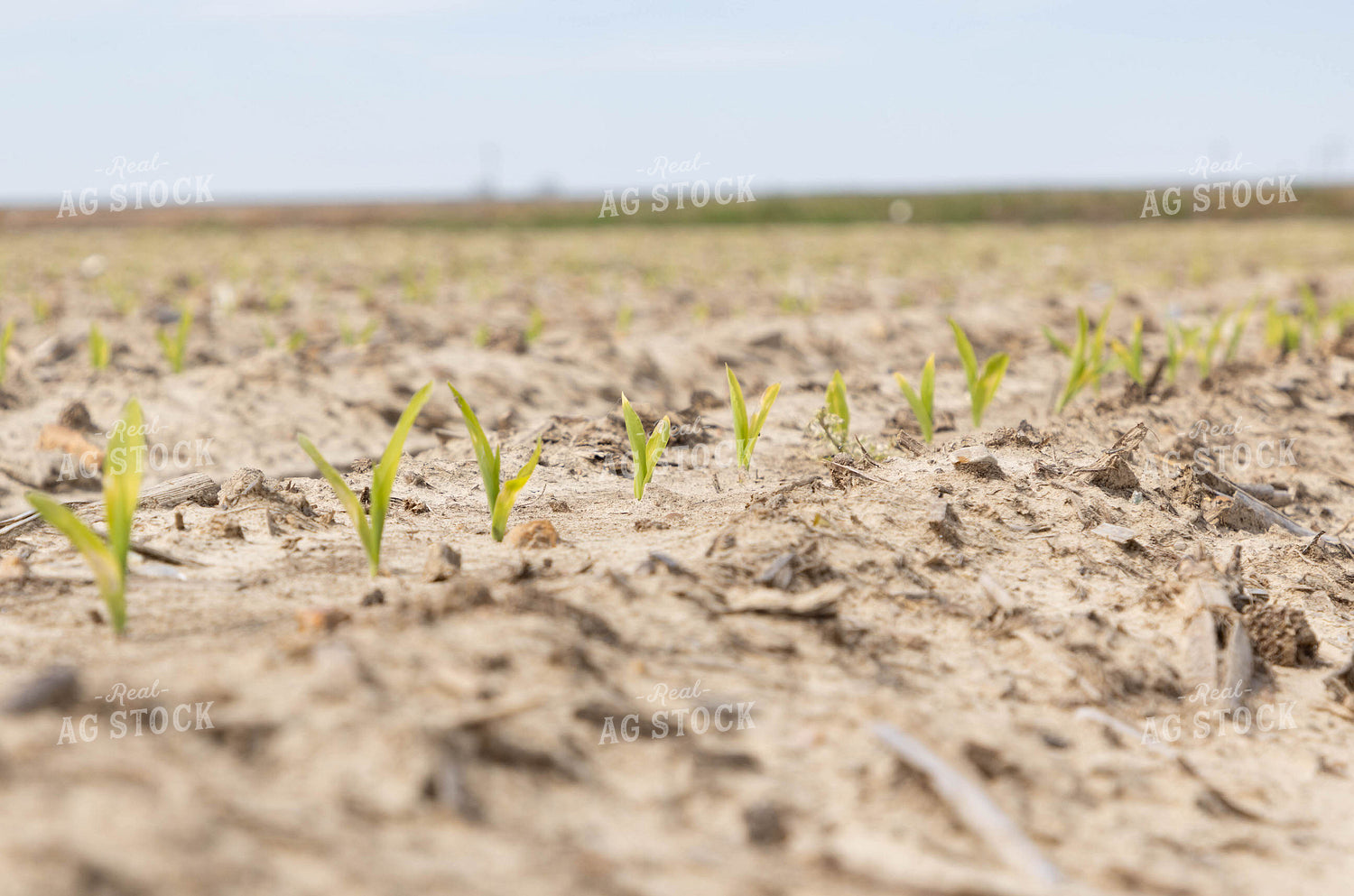 Early Growth Corn 79600