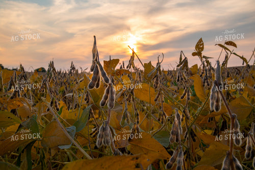 Dried Soybeans at Sunset 25480