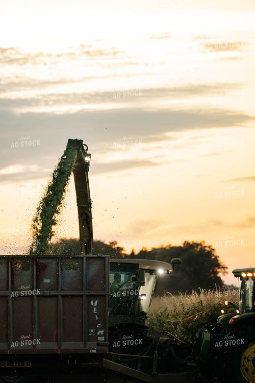 Chopping Corn Silage 296010