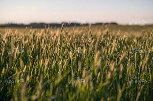 Cover Crop Field 76132