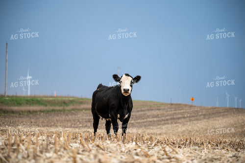 Cow on Corn Stalks 211002