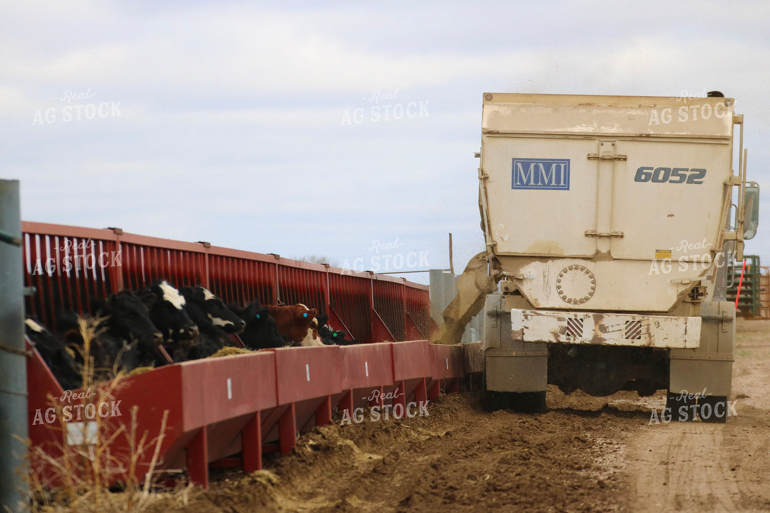 Feeding Cattle 82463