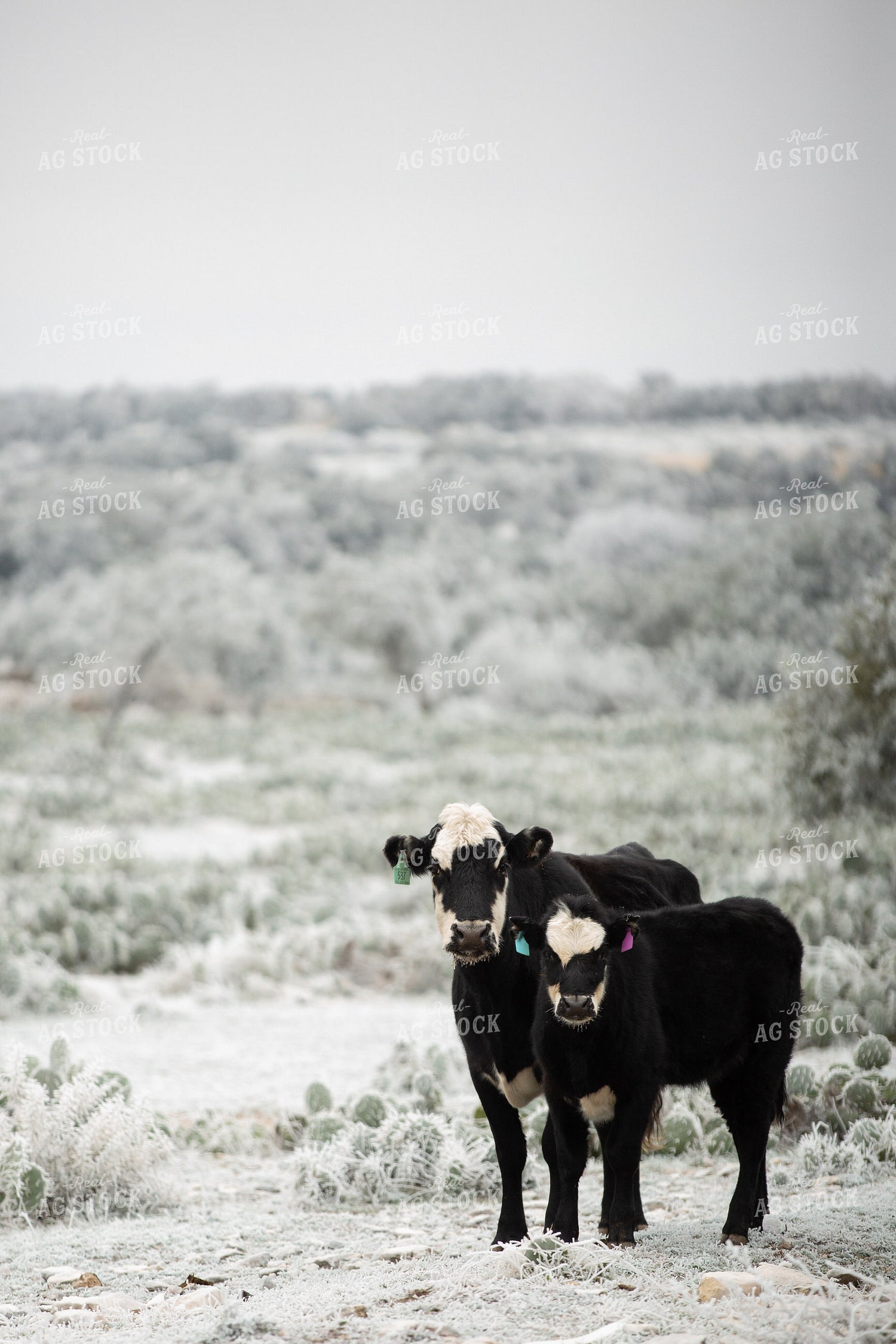 Black Baldy Cow-Calf Pair 134072