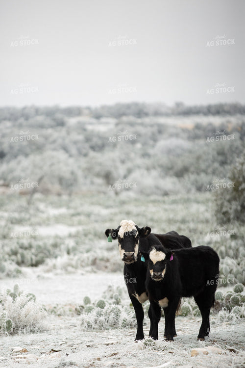 Black Baldy Cow-Calf Pair 134072