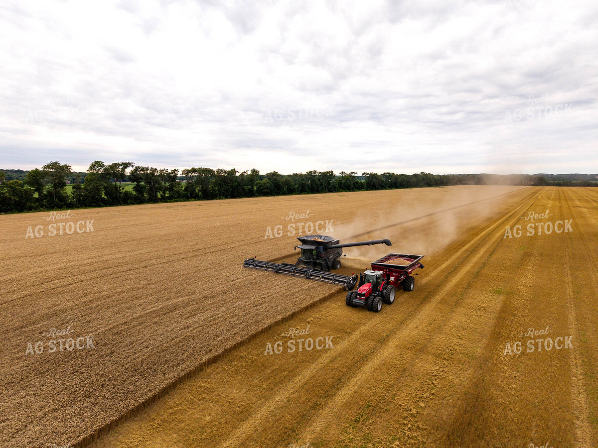 Wheat Harvest 115966