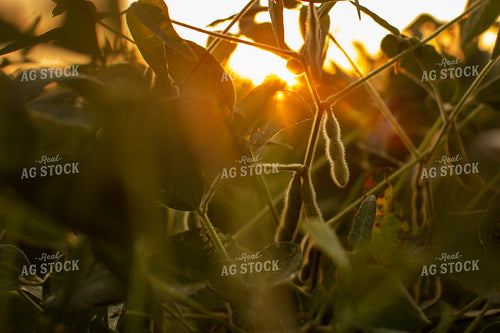 Soybeans - Mid-Season 4894
