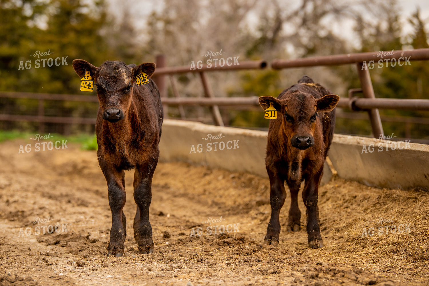 Calves 299137