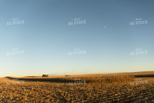 Corn Harvest 65541
