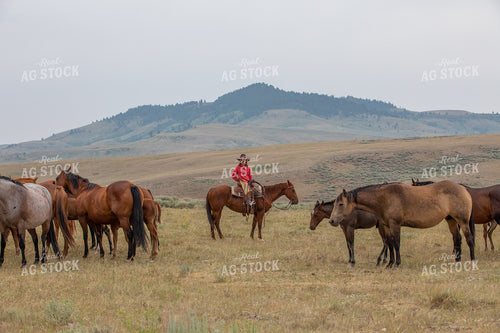 Herding Horses 290053