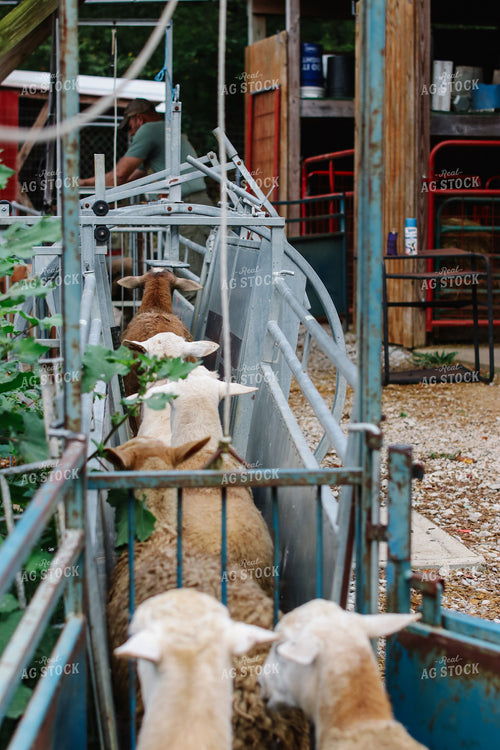 Working Sheep 220027