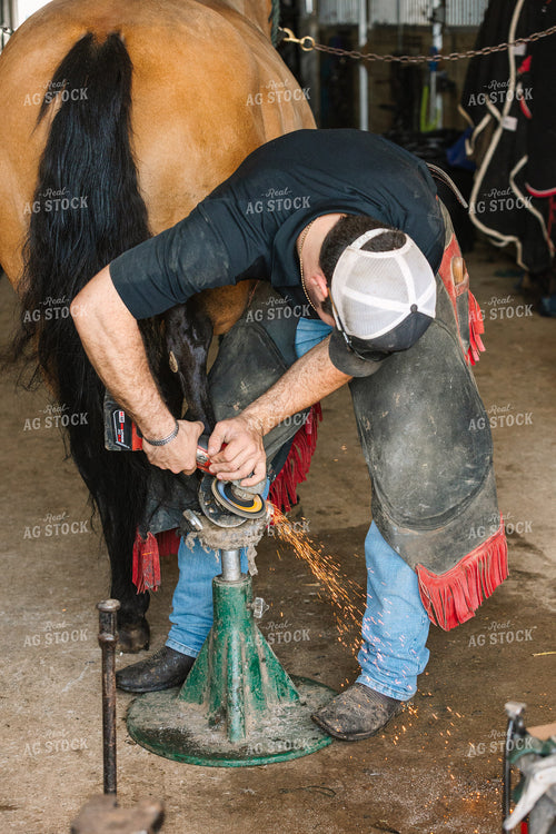 Farrier Fitting Horseshoes 52738