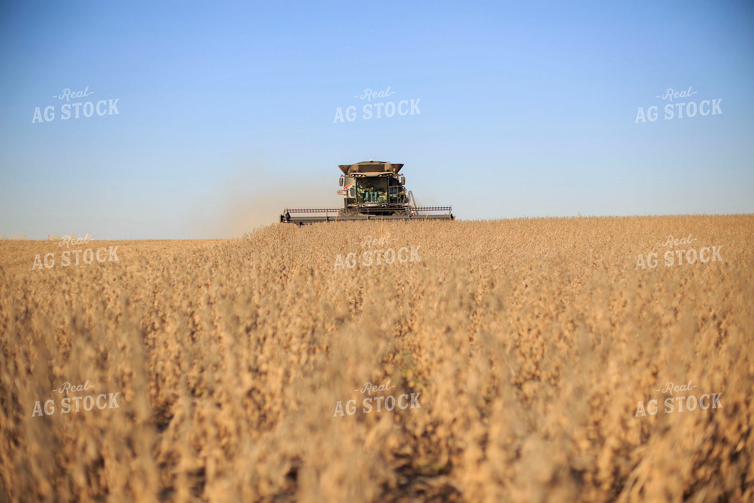 Soybean Harvest 93076