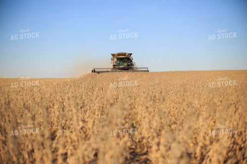 Soybean Harvest 93076