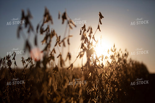 Soybeans - Dry 1611