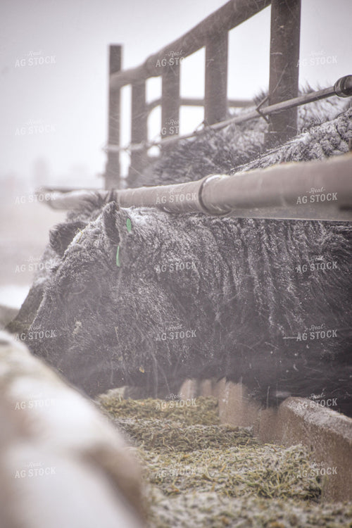 Angus Cattle at Feedbunk in Snow 56250