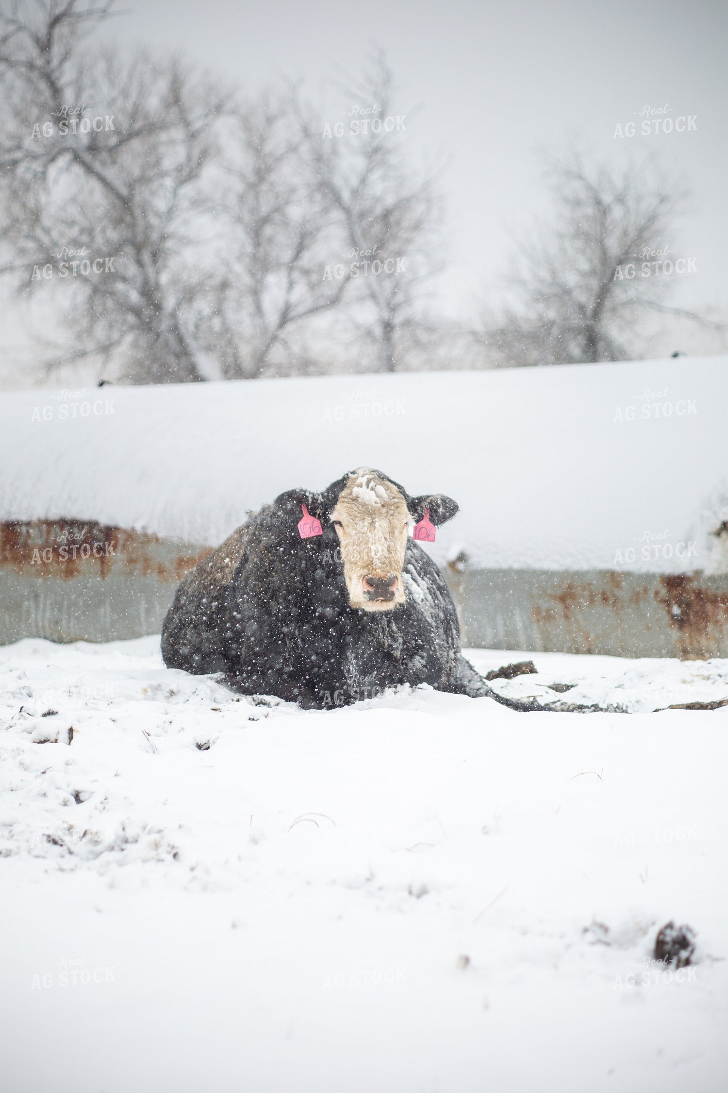 Cattle on Snowy Pasture 155444