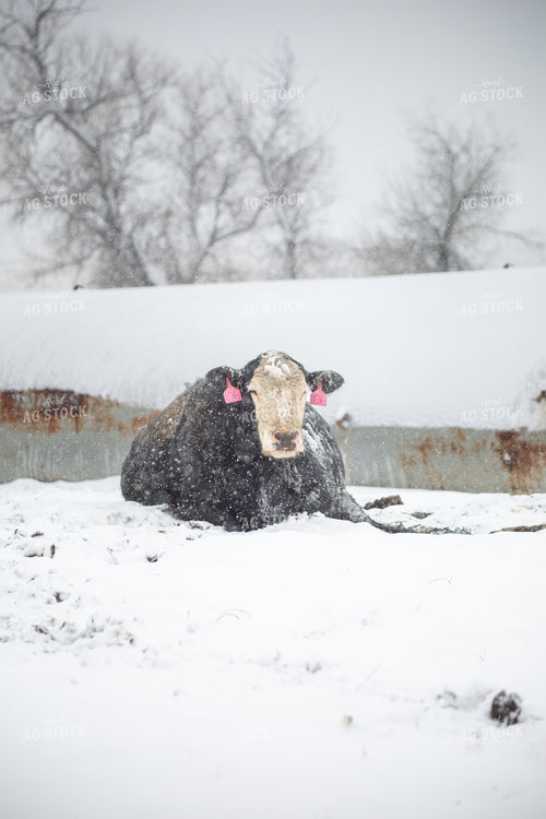 Cattle on Snowy Pasture 155444