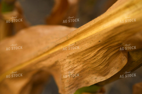 Dried Corn Leaf 191236