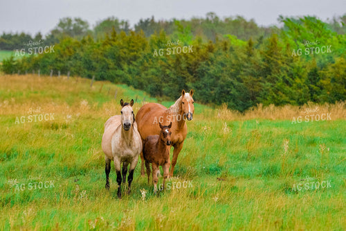 Horses and Foal on Pasture 299038