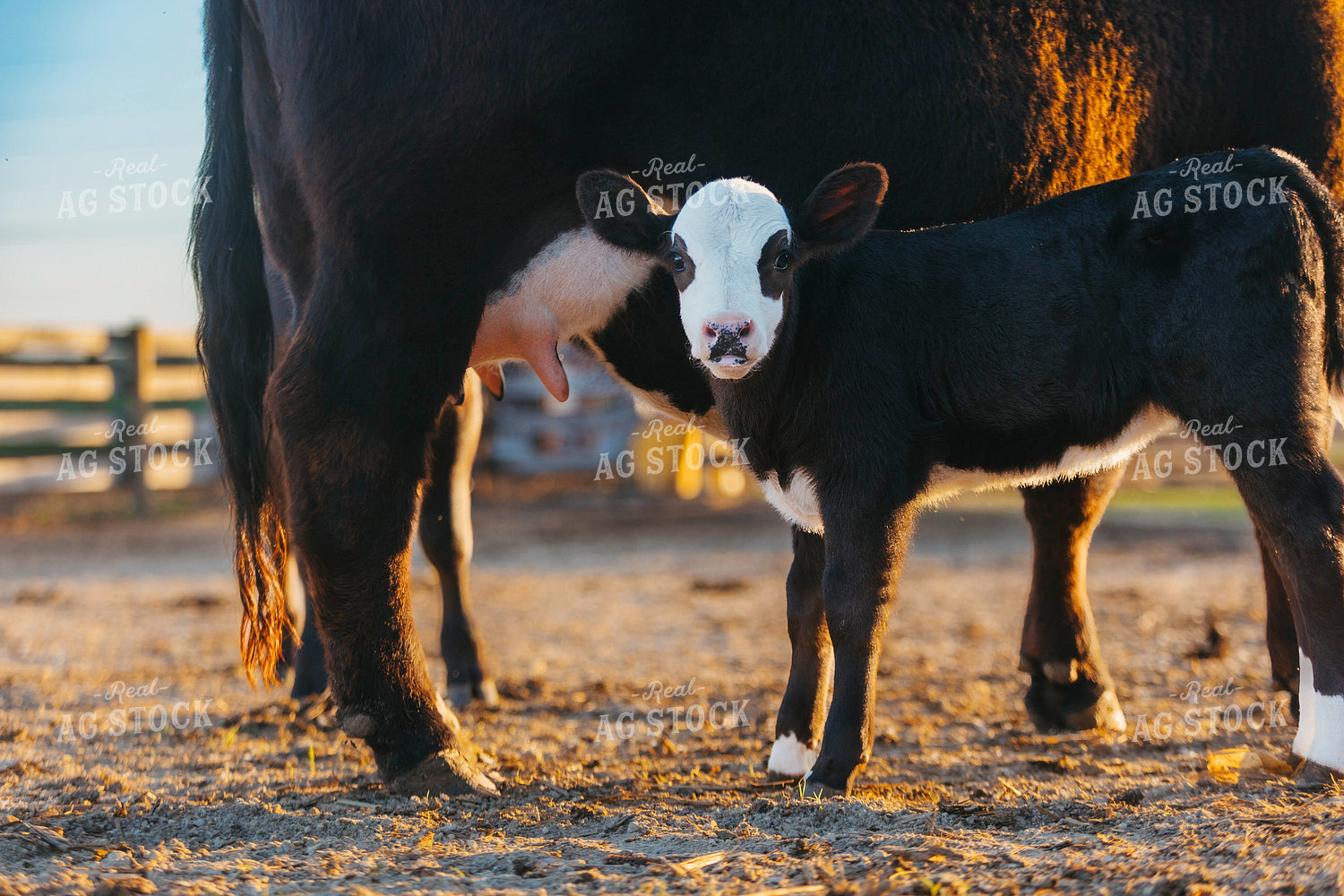 Simmental Cow Calf Pair 174051