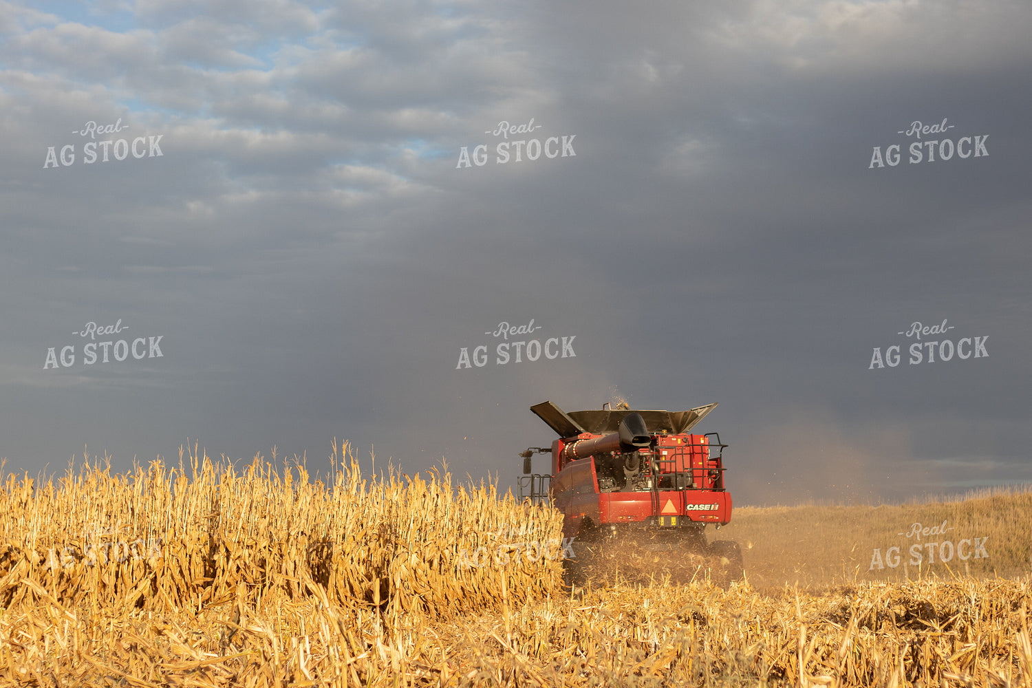 Combine Harvesting Corn 67162