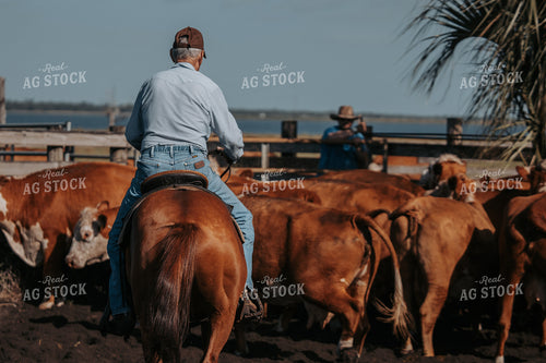 Cowboy Herding Cattle on Ranch 229002