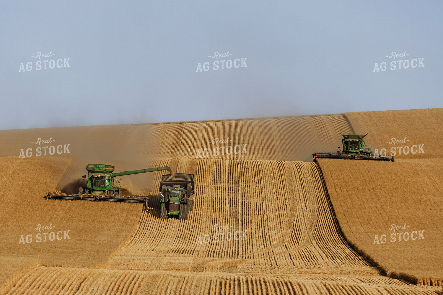 Wheat Harvest 187319