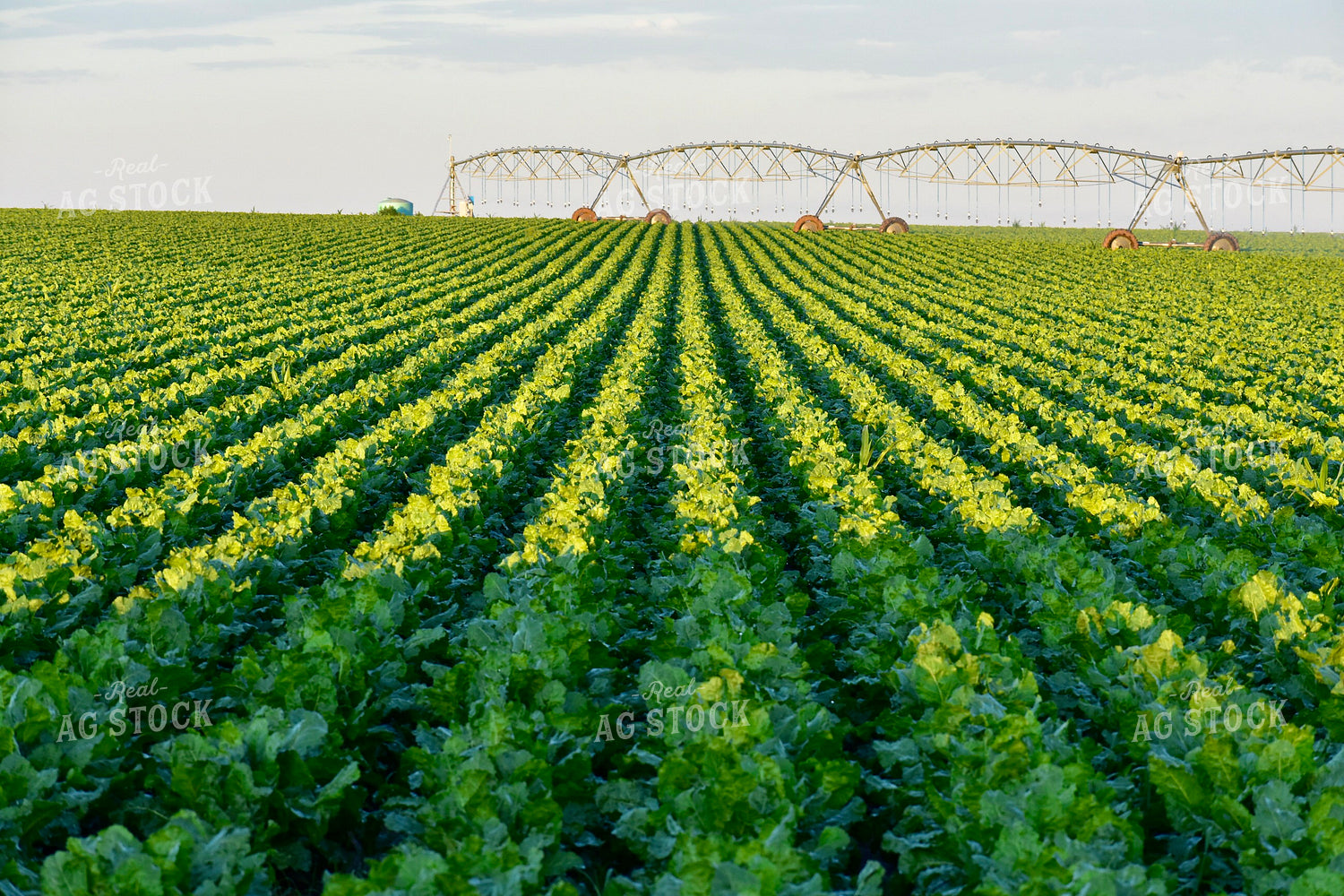 Sugar Beets 148031