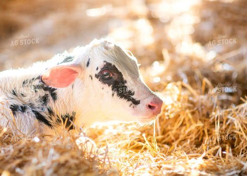 Newborn Holstein Calf 55225