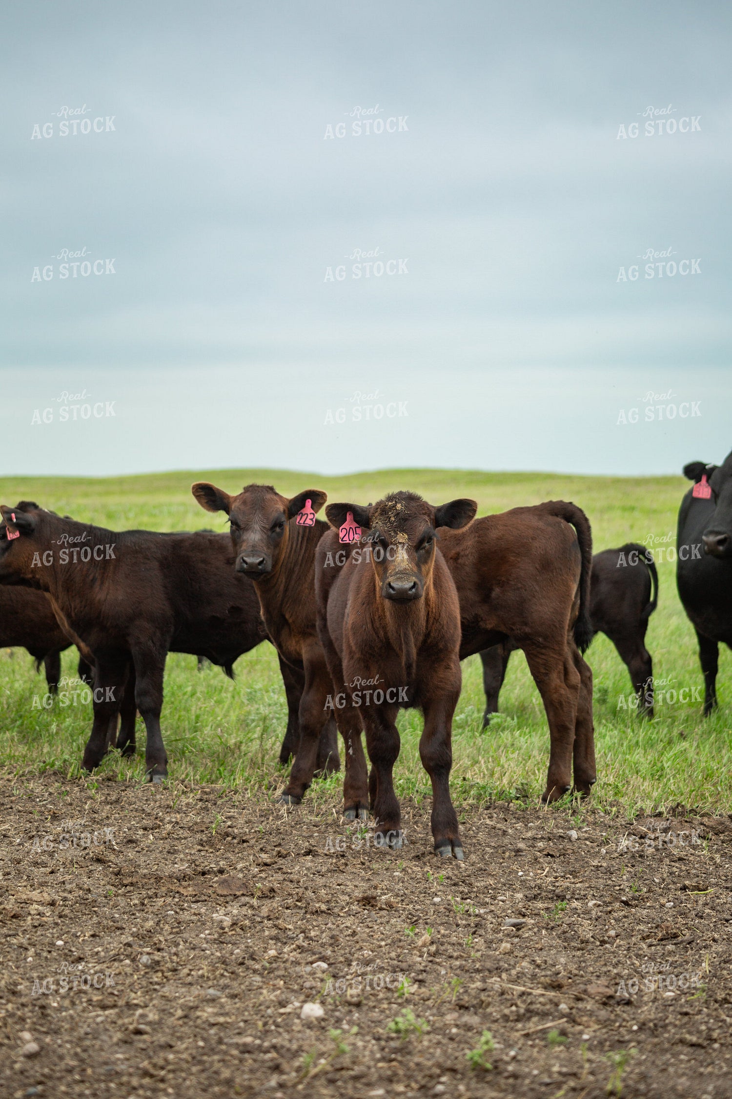 Cattle on Pasture 155618