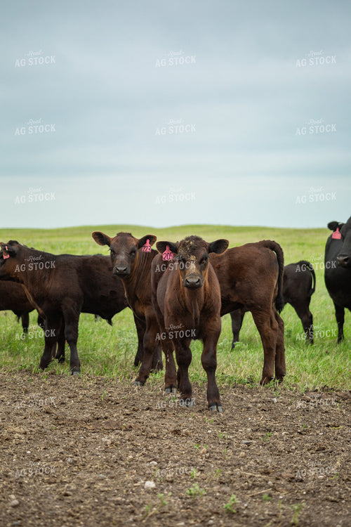 Cattle on Pasture 155618