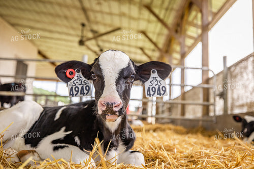 Holstein Calf 270365