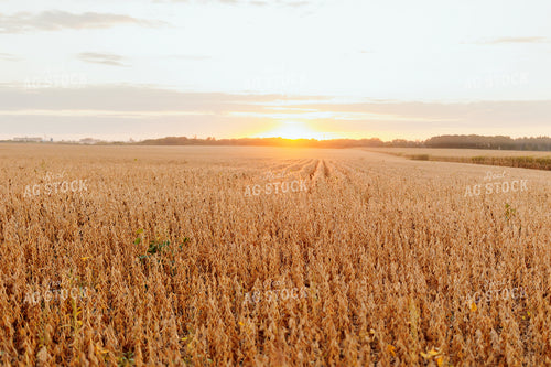 Dried Soybean Field at Sunset 161184