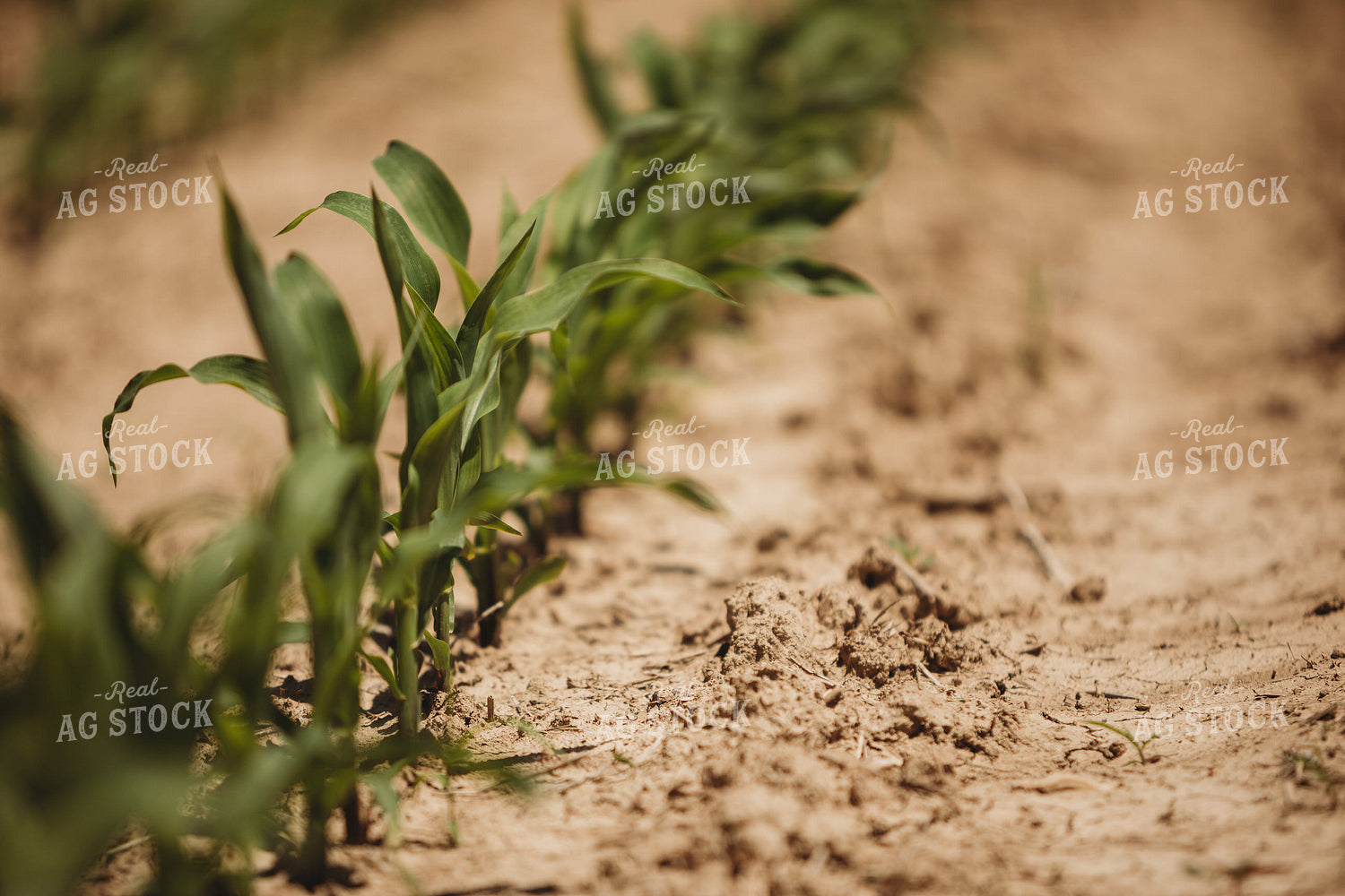 V3 Corn in Light Soil 5782