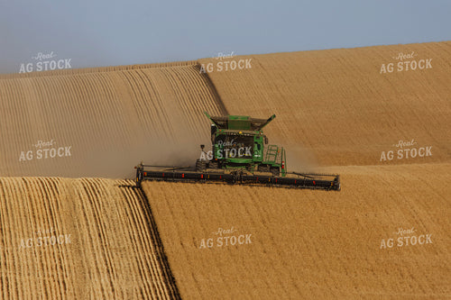 Wheat Harvest 187321