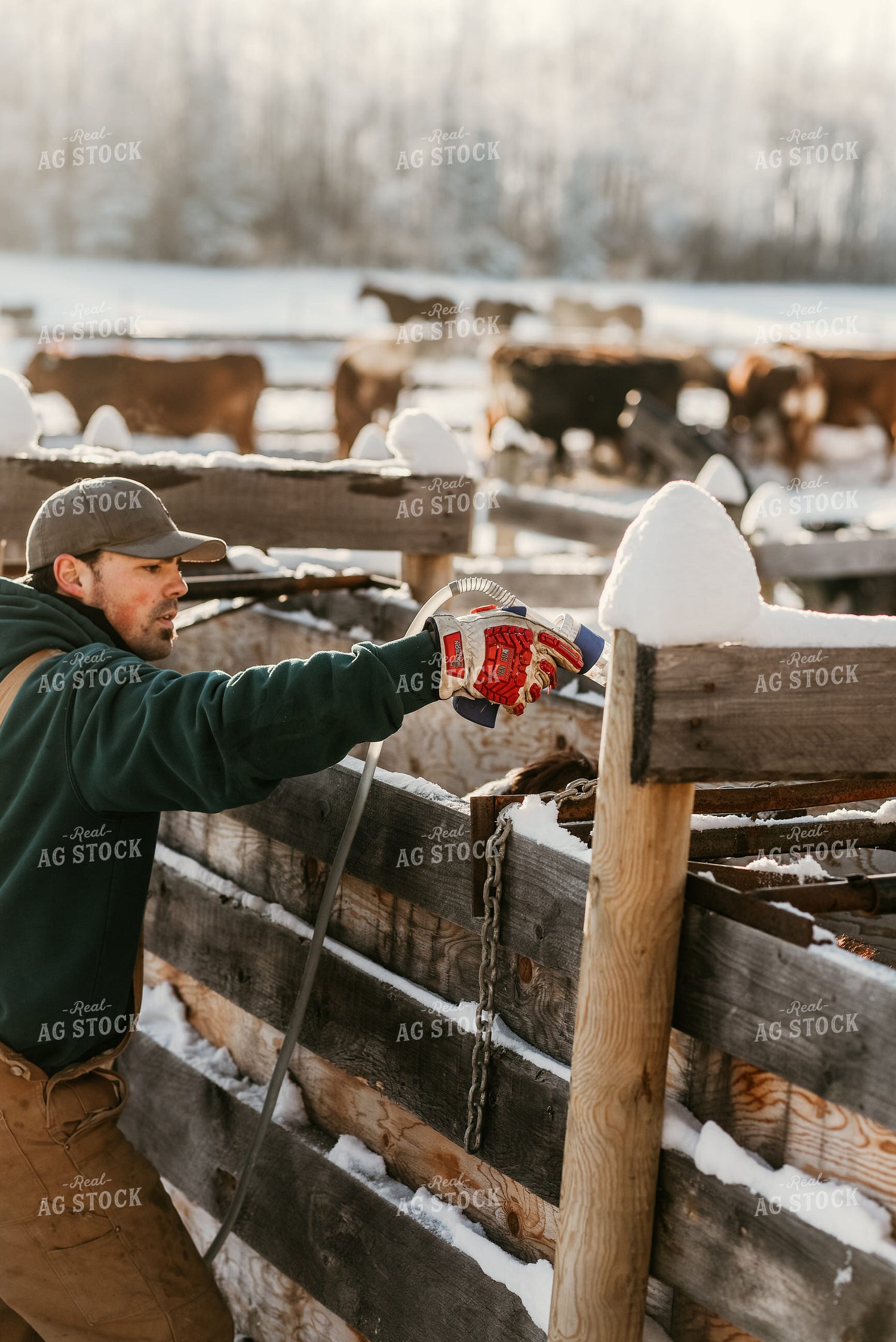 Farmer Giving Cow Medicine 64311