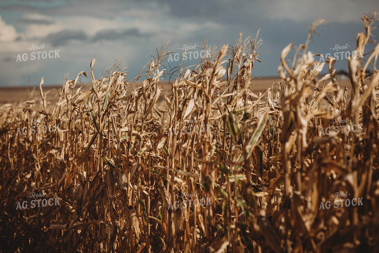 Dry Corn Tassel and Stormy Sky 3321
