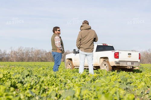 Farmers Scouting Field with Cover Crops 79843