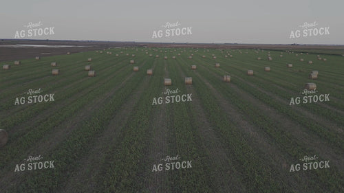 Round Bales in Field 239412