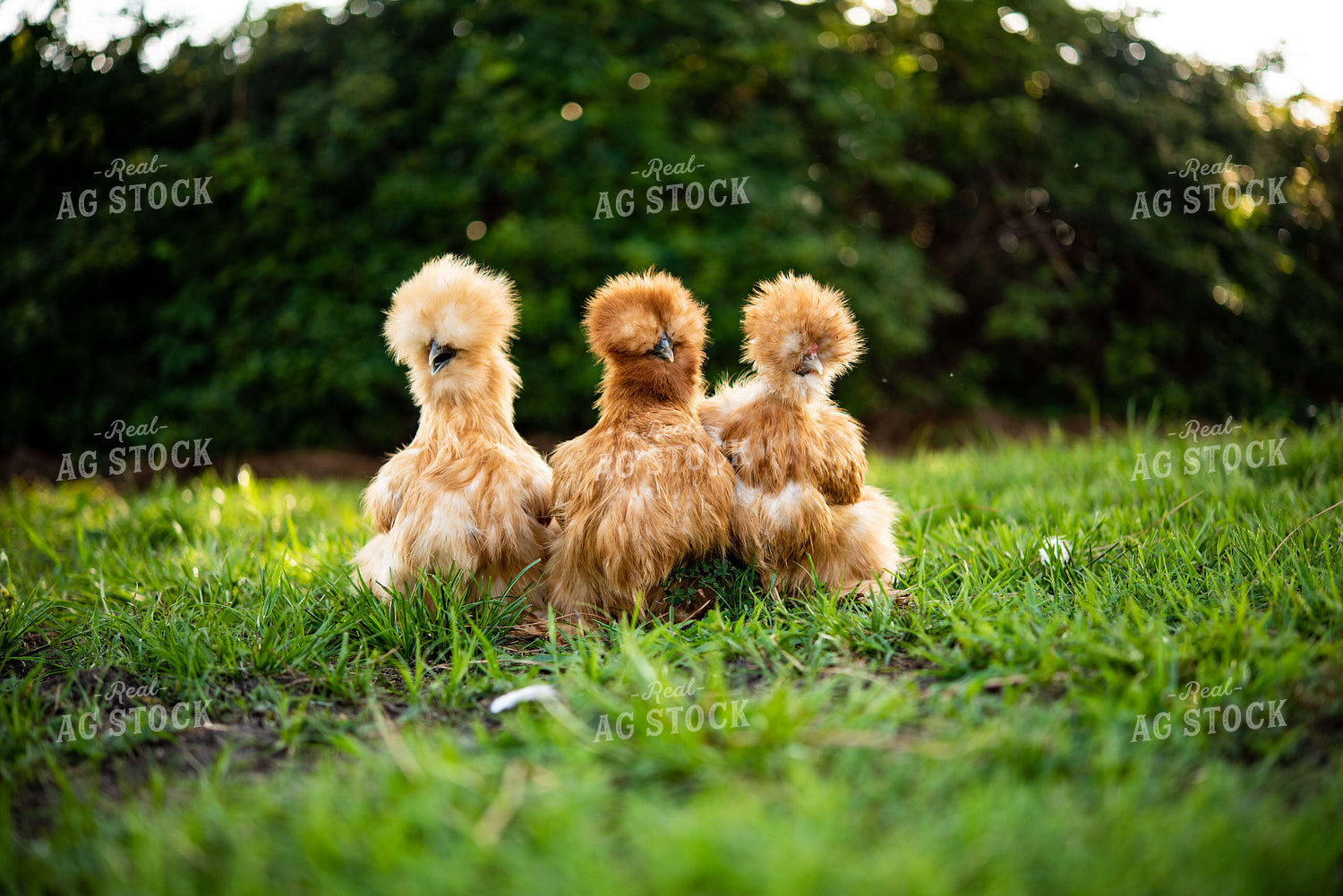 Silkie Chickens 136101