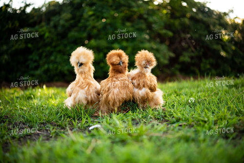 Silkie Chickens 136101