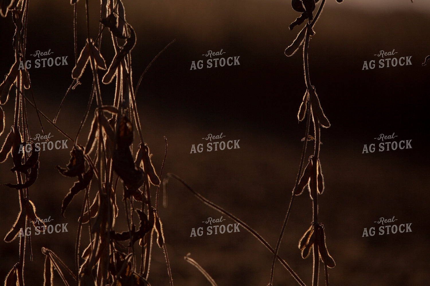 Soybeans - Dry 1601