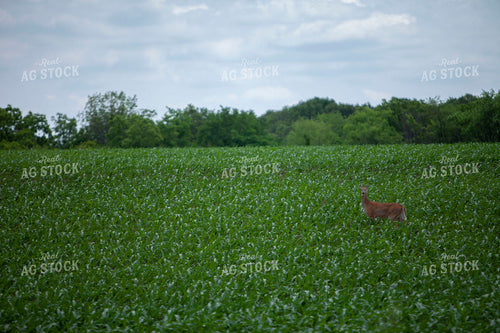 Rural 2040