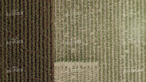 Ripping Corn 239316