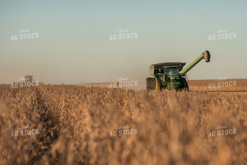 Soybean Harvest 274027