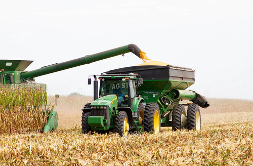 Corn Harvest 79138